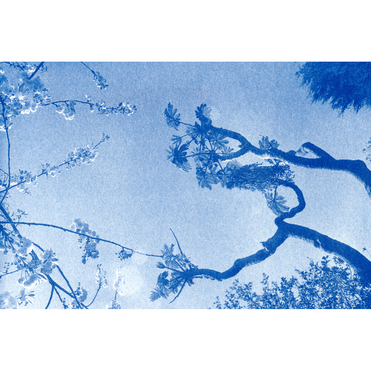 Cyanotype Discovery Kit | Sun Print Kit with Chemistry, Paper & Brush | A5