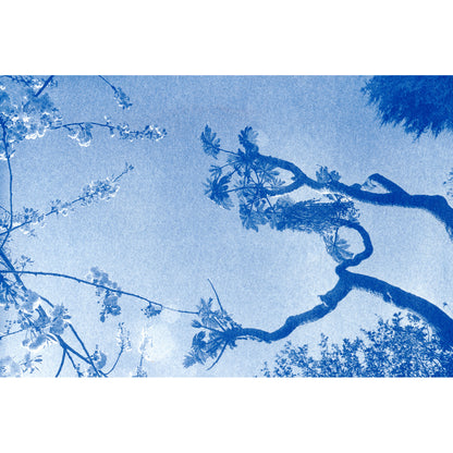 Cyanotype Discovery Kit | Sun Print Kit with Chemistry, Paper & Brush | A5